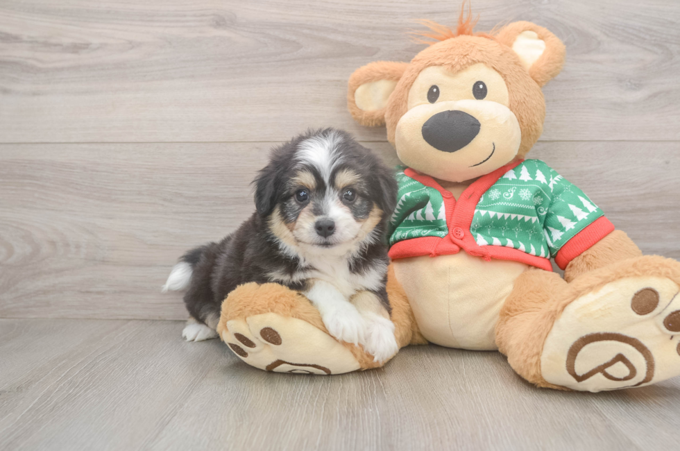 5 week old Aussiechon Puppy For Sale - Premier Pups