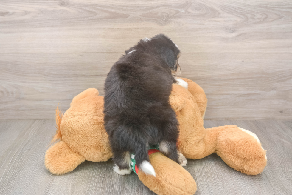 Best Aussiechon Baby