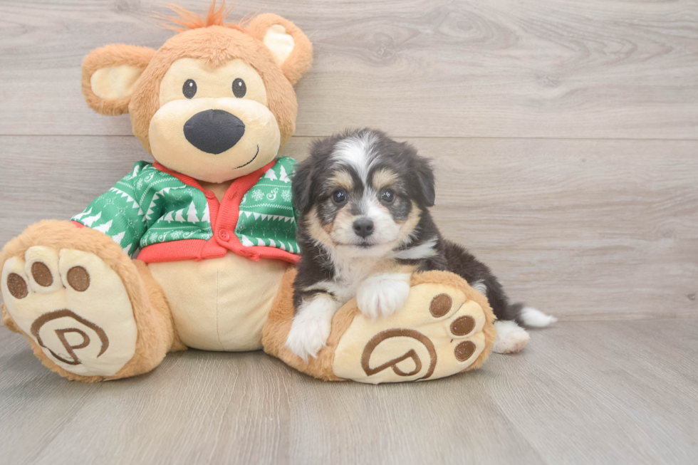 Friendly Aussiechon Baby
