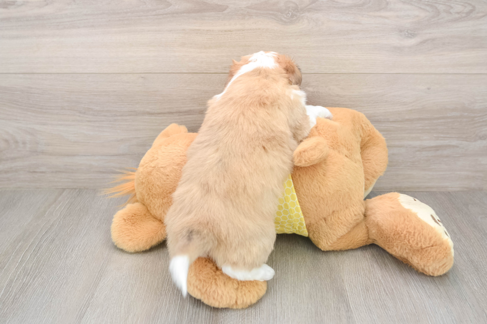 Best Aussiechon Baby