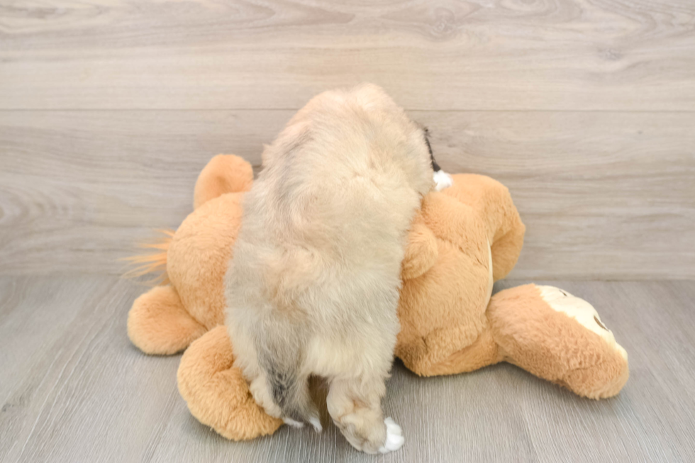 Playful Aussie Bichon Designer Puppy