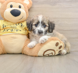 7 week old Aussiechon Puppy For Sale - Premier Pups
