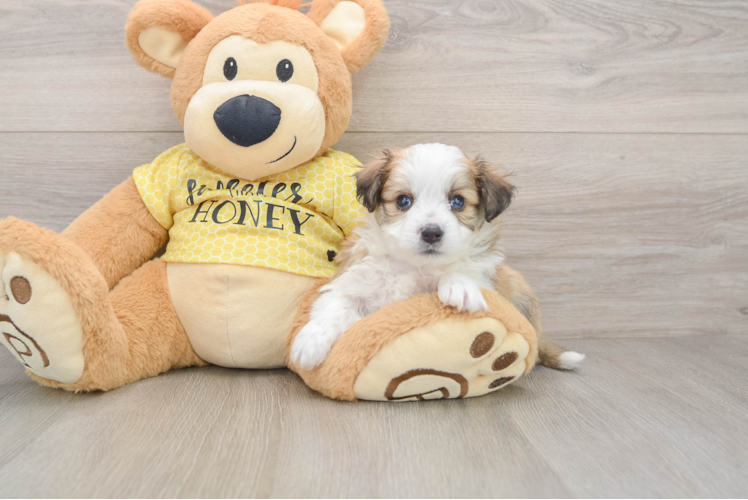 Petite Aussiechon Designer Pup
