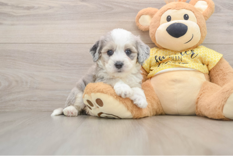 Playful Aussie Bichon Designer Puppy