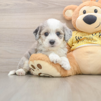 Playful Aussie Bichon Designer Puppy