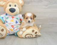 7 week old Aussiechon Puppy For Sale - Premier Pups
