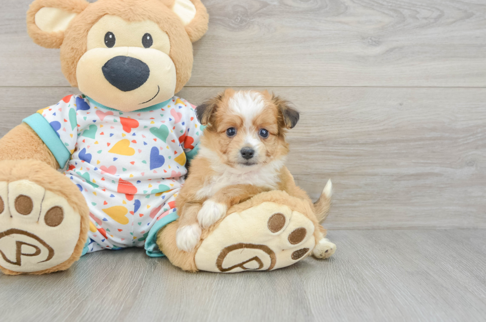 5 week old Aussiechon Puppy For Sale - Premier Pups