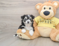 7 week old Aussiechon Puppy For Sale - Premier Pups