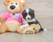 5 week old Aussiechon Puppy For Sale - Premier Pups