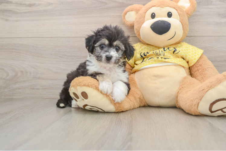 Funny Aussiechon Designer Pup