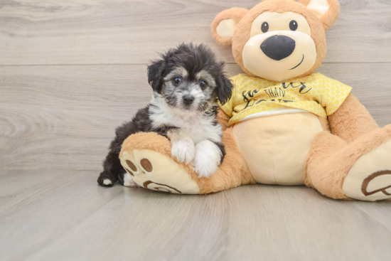 Funny Aussiechon Designer Pup