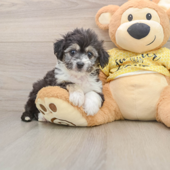 Funny Aussiechon Designer Pup