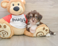 8 week old Aussiechon Puppy For Sale - Premier Pups