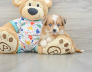 7 week old Aussiechon Puppy For Sale - Premier Pups