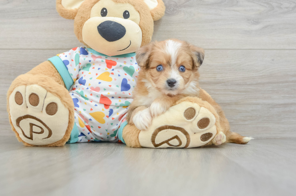 5 week old Aussiechon Puppy For Sale - Premier Pups