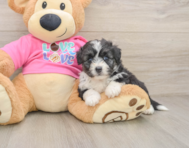 5 week old Aussiechon Puppy For Sale - Premier Pups