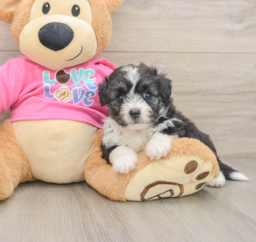 5 week old Aussiechon Puppy For Sale - Premier Pups