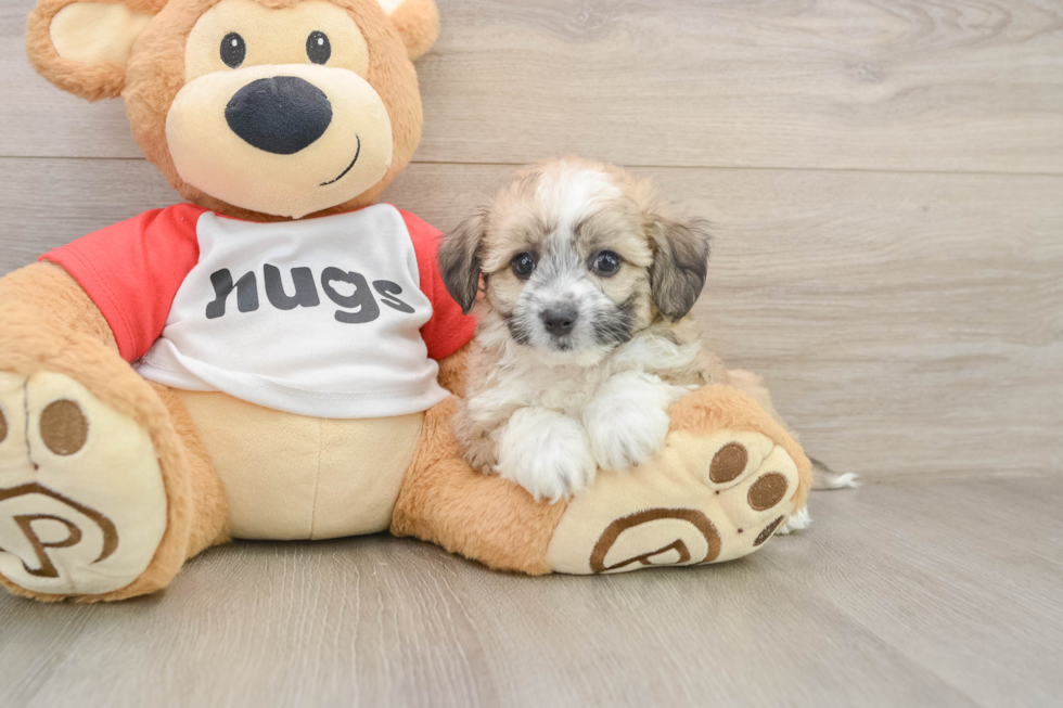 Happy Aussiechon Baby