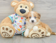 7 week old Aussiechon Puppy For Sale - Premier Pups