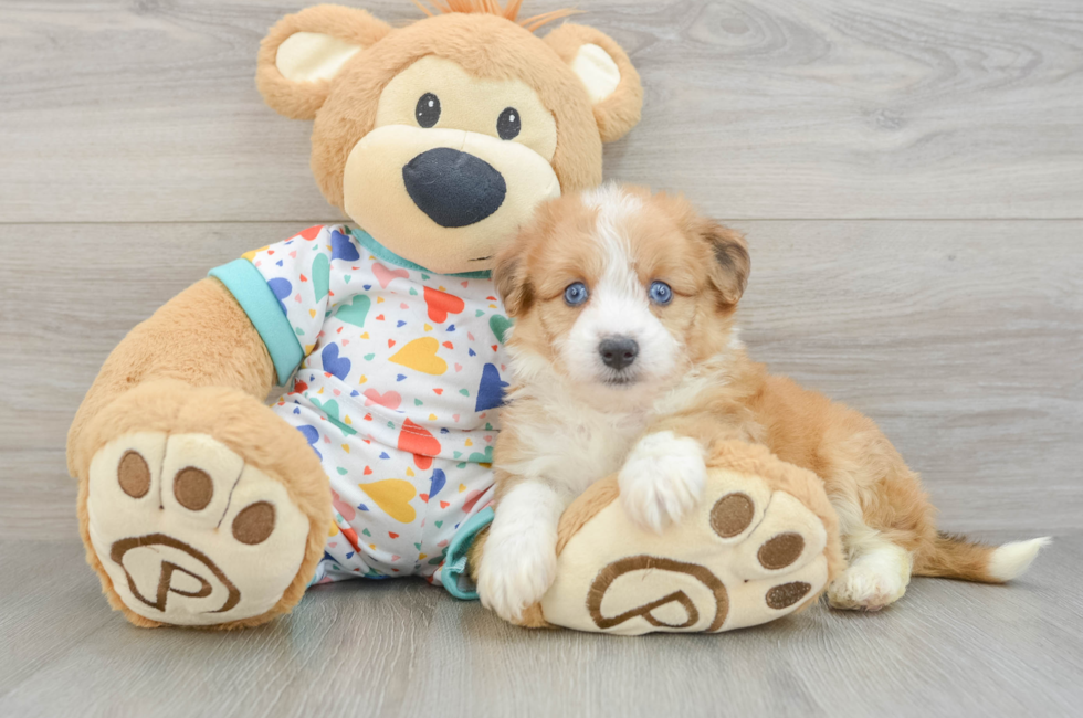 5 week old Aussiechon Puppy For Sale - Premier Pups