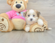 7 week old Aussiechon Puppy For Sale - Premier Pups