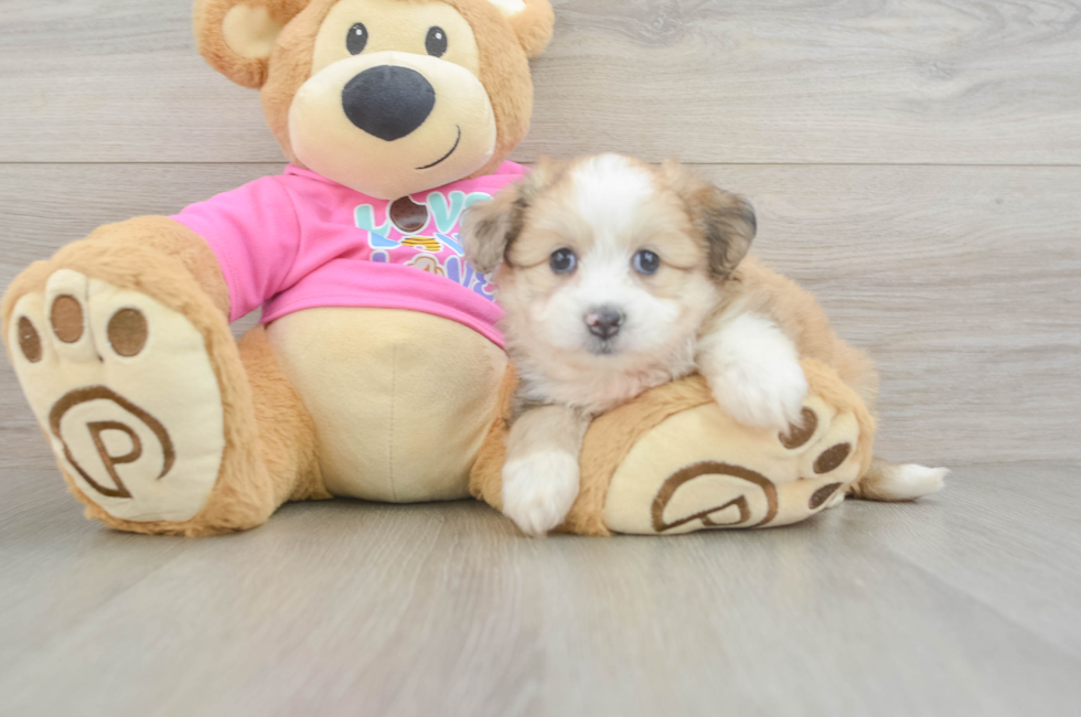 6 week old Aussiechon Puppy For Sale - Premier Pups