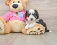 6 week old Aussiechon Puppy For Sale - Premier Pups