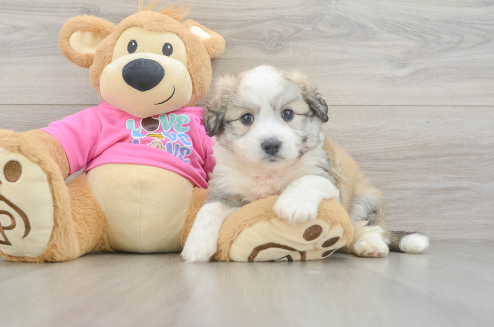 6 week old Aussiechon Puppy For Sale - Premier Pups