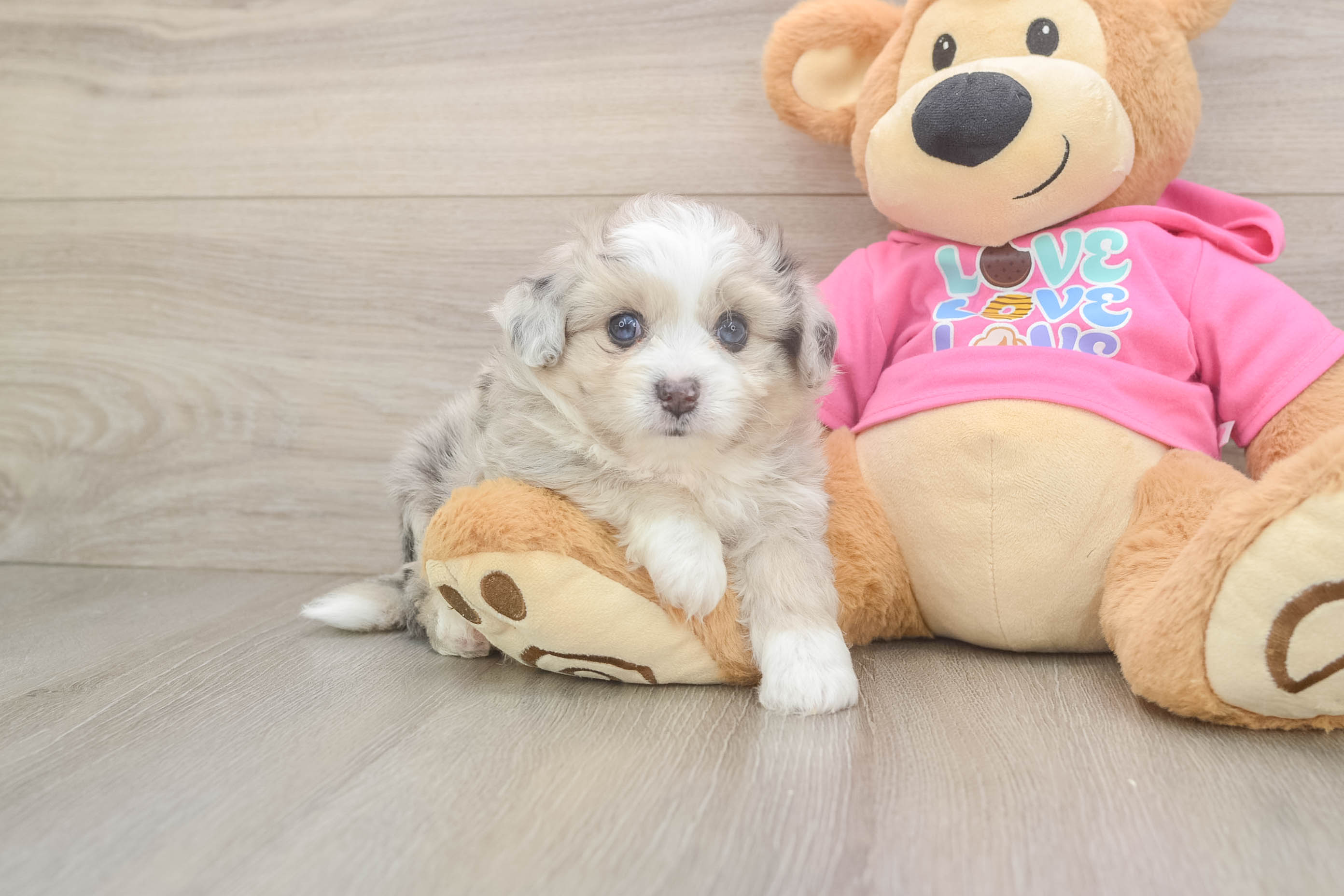 Aussiechon Puppy for Adoption