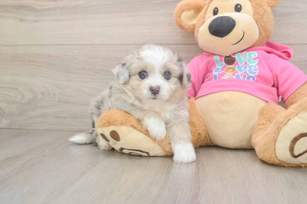 5 week old Aussiechon Puppy For Sale - Premier Pups
