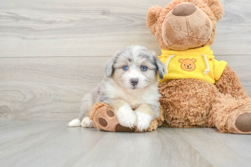 Aussiechon Pup Being Cute