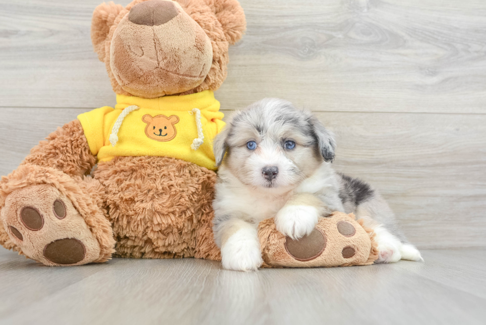 Adorable Aussie Bichon Designer Puppy