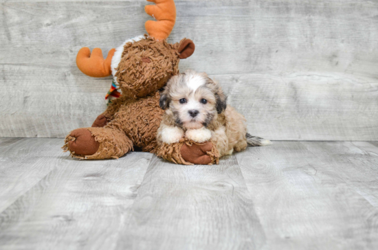 Teddy Bear Pup Being Cute