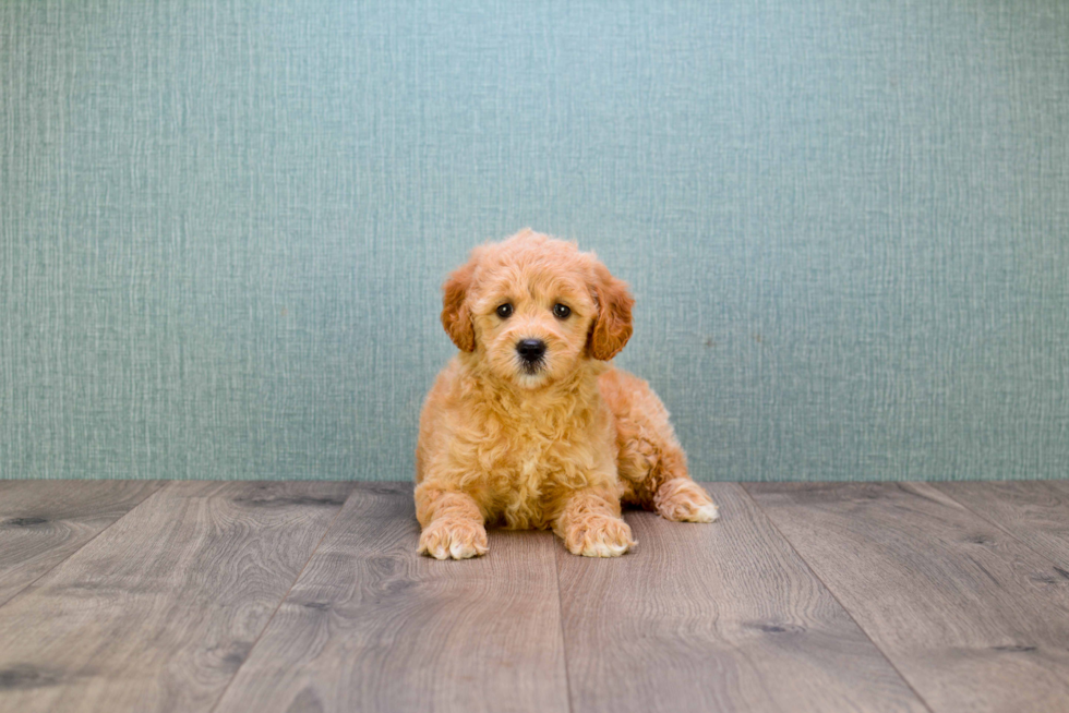 Small Mini Goldendoodle Baby