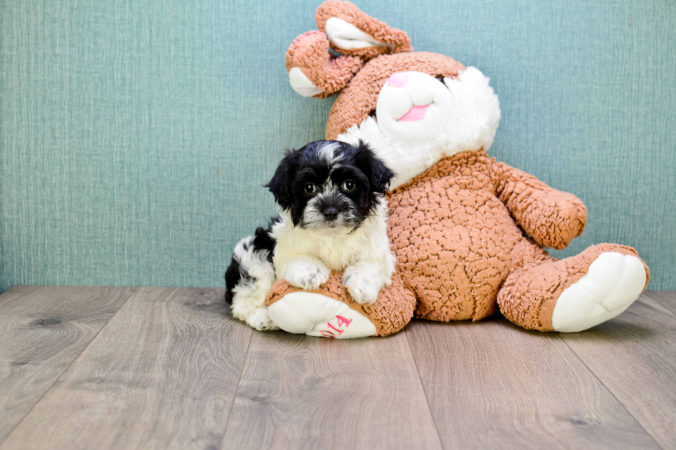 Sweet Havanese Purebred Puppy