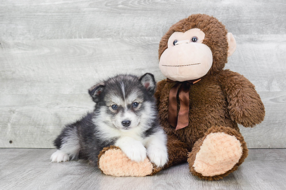 Popular Pomsky Designer Pup