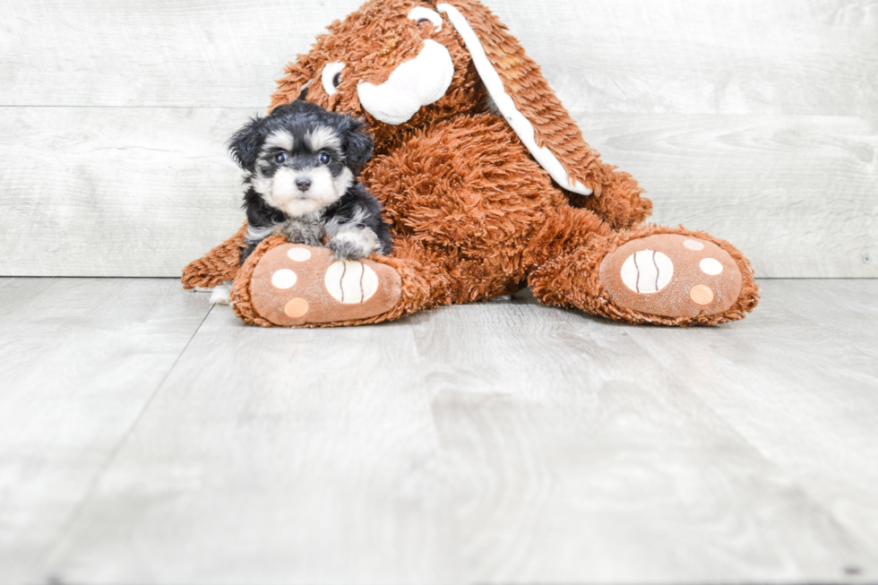 Funny Maltipoo Poodle Mix Pup