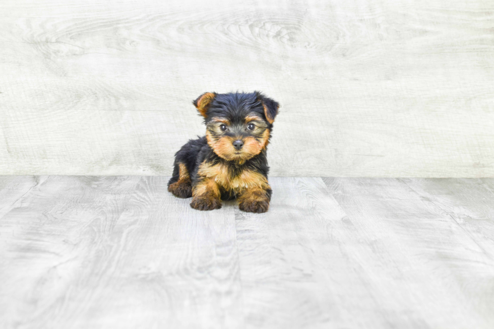 Meet Isabella - our Yorkshire Terrier Puppy Photo 