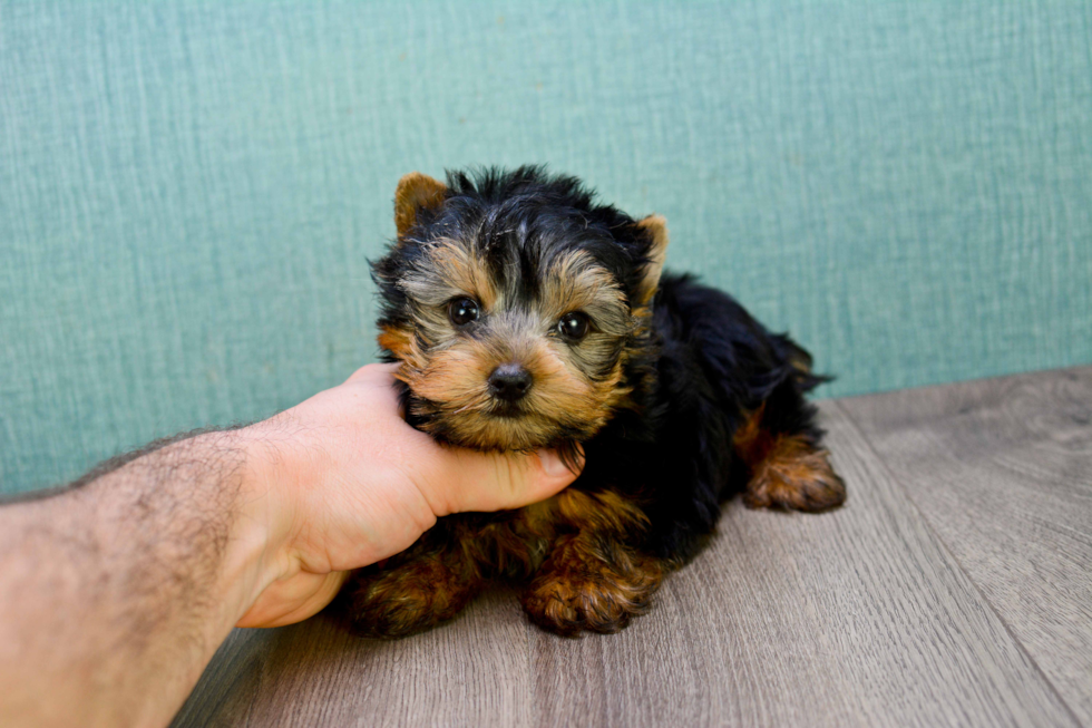 Meet Sebastian - our Yorkshire Terrier Puppy Photo 