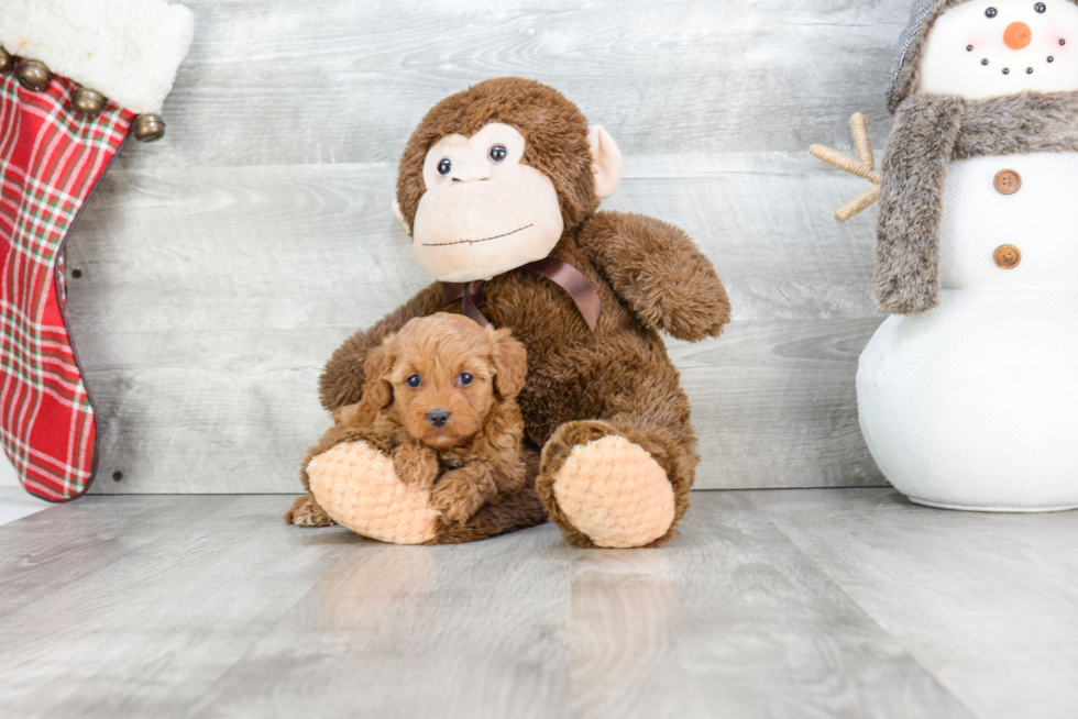 Playful Cavoodle Poodle Mix Puppy