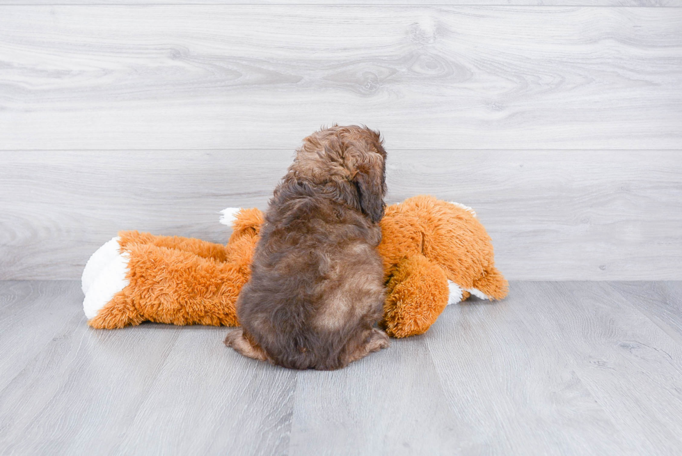 Cockapoo Puppy for Adoption