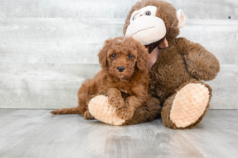 Mini Goldendoodle Puppy for Adoption