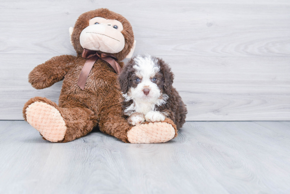 Happy Mini Bernedoodle Baby