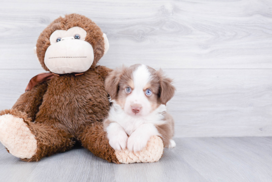 Cute Mini Aussiedoodle Baby