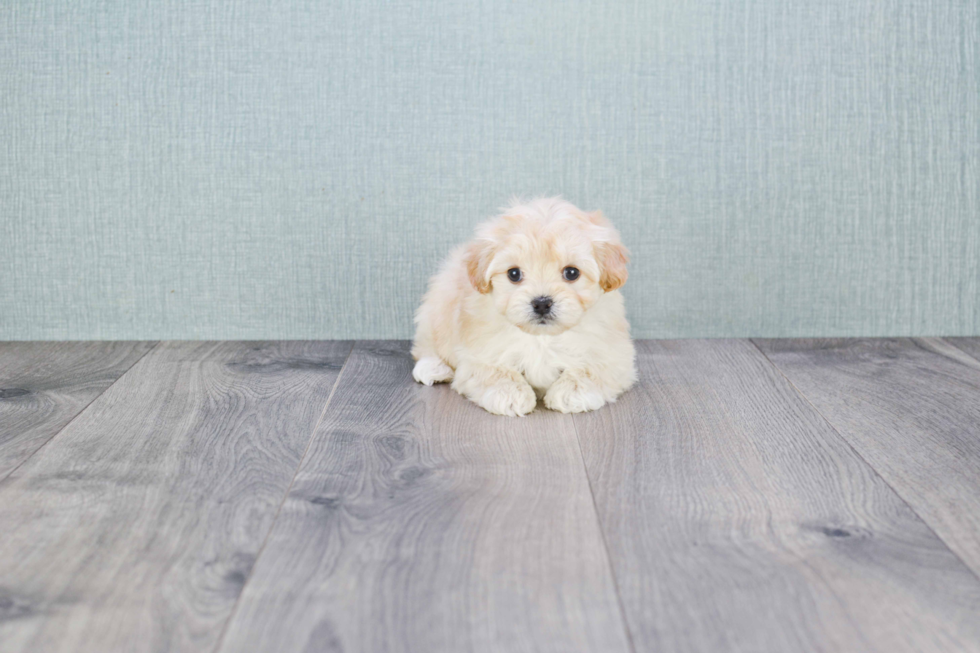 Small Maltipoo Baby