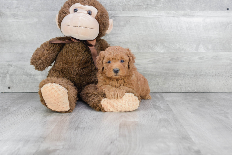 Mini Goldendoodle Pup Being Cute