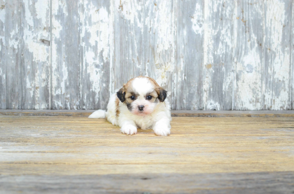 Little Shichon Designer Puppy