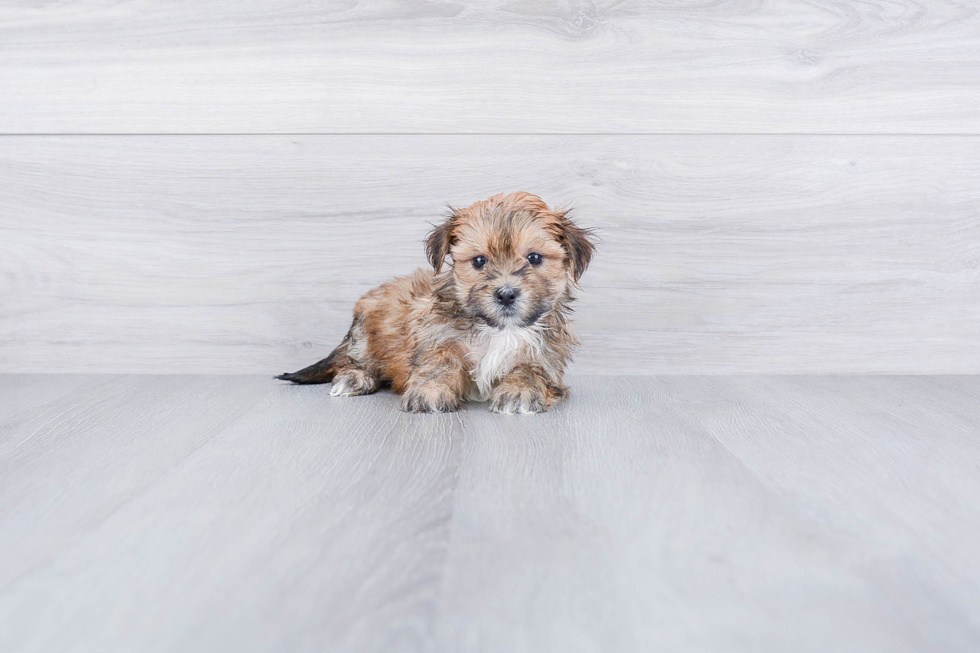 Funny Morkie Designer Pup