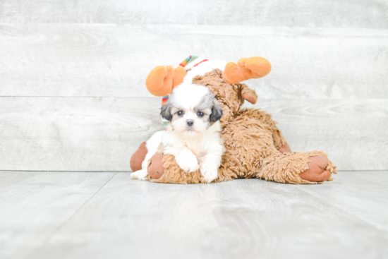 Happy Teddy Bear Baby