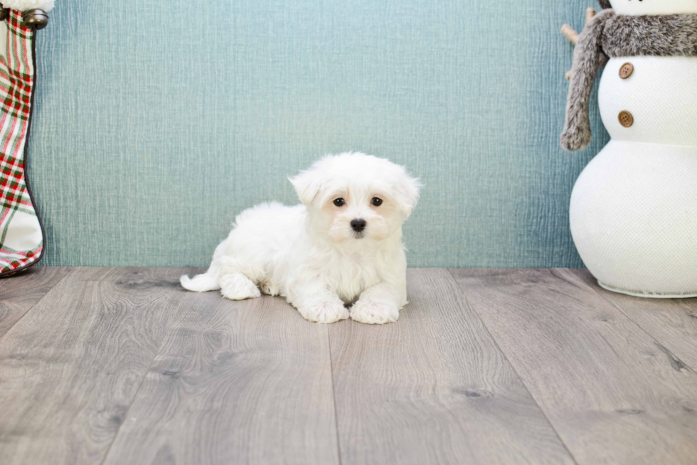 Small Maltese Purebred Pup